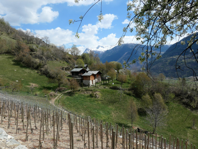 Raron–Ausserberg: bisse, fleurs de printemps et sentier culturel**