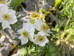 anmone-fleurs-de-narcisse