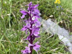orchis-mle