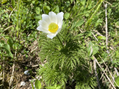 pulsatille-des-alpes